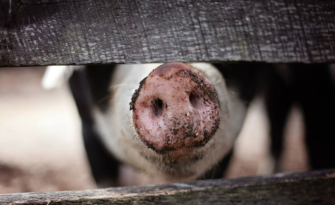 Warum Ist Fisch Kein Fleisch Für alle, die „kein Fleisch aus Massentierhaltung” mehr essen - von